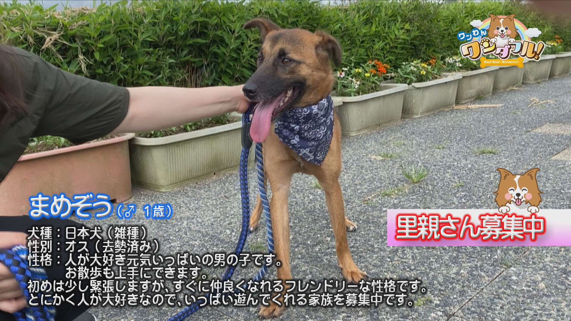 保護犬 まめぞう ワンちゃんの飼い主様向けテレビ番組 ワンわんワンダフル